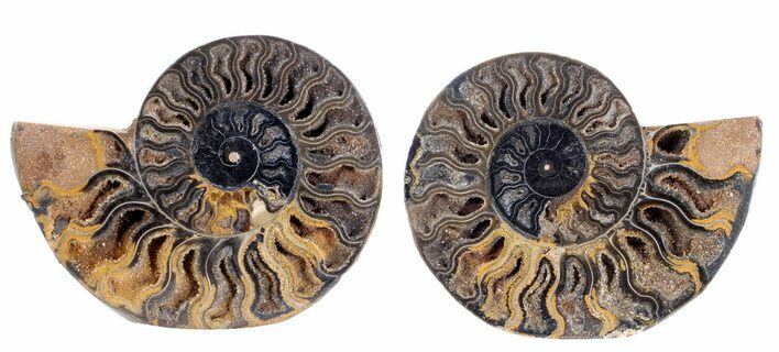 Split Black/Orange Ammonite Pair - Unusual Coloration #55600